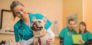 Veterinární klinika Vethope zajistí kastraci vašeho psa
